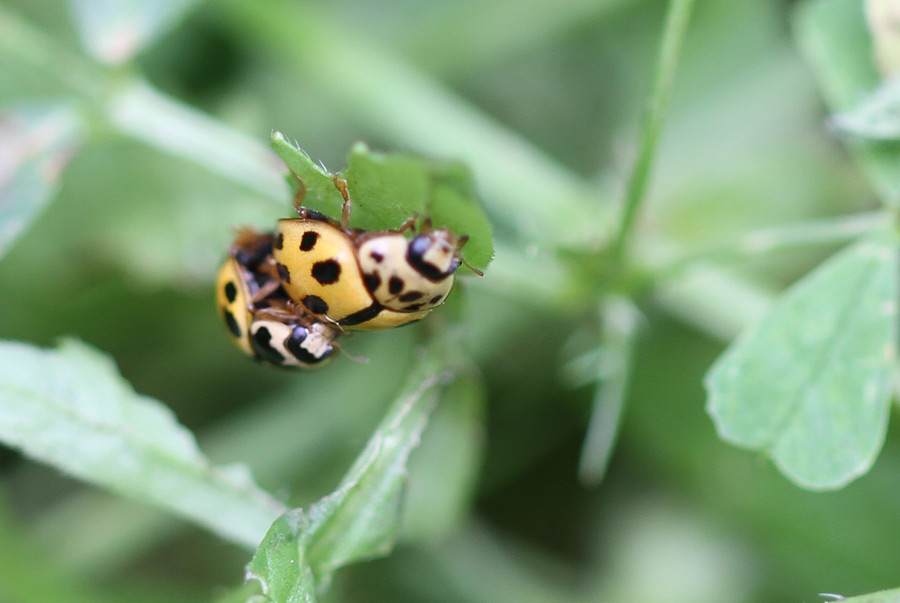 Propylea quatuordecimpunctata una domanda.